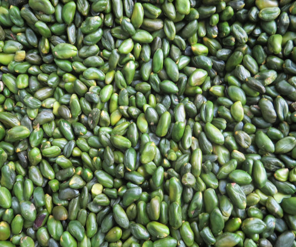 Green pistachio kernel without purple skin